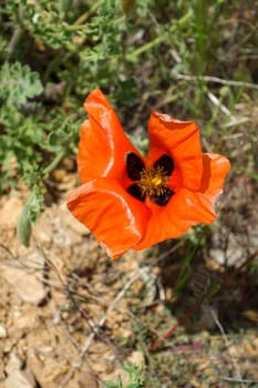 Poppy flowers, new blooming in nature, red -black poppy flowers,