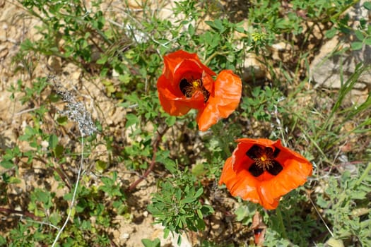 Poppy flowers, new blooming in nature, red -black poppy flowers,