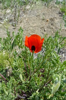 Poppy flowers, new blooming in nature, red -black poppy flowers,