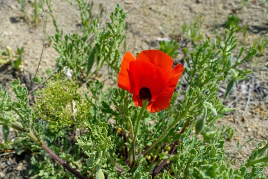 Poppy flowers, new blooming in nature, red -black poppy flowers,