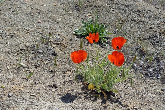 Poppy flowers, new blooming in nature, red -black poppy flowers,