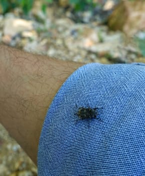 tick standing on a person's clothes,