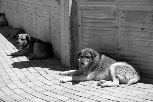 stray dogs lying on street pavements, stray dogs in the city,