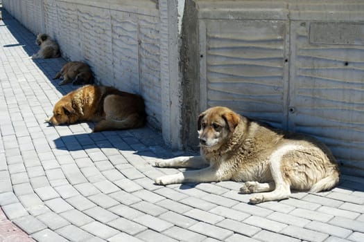 stray dogs lying on street pavements, stray dogs in the city,