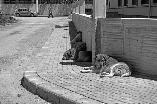 many stray dogs lying on the pavement, stray orphan dogs,
