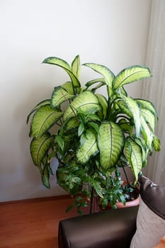 dumb cane flower, difenbahya, home difenbahya flower, large-leaved ornamental plants,