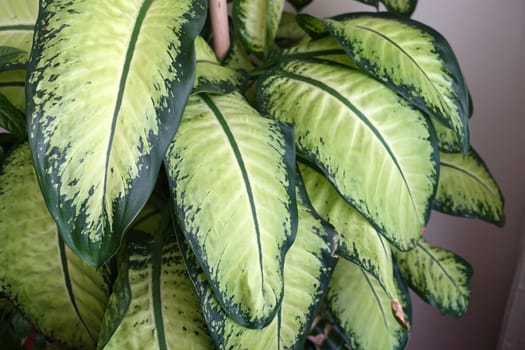 difenbahya,home difenbahya flower,large leaf ornamental plants,