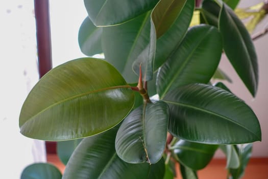 Ficus Elastica (Green Color Leaf) Rubber Flower leaves, large and thick-leaved rubber flower leaves,