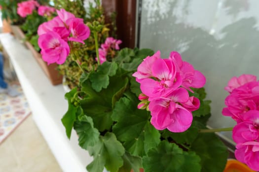 geranium flower in flower pot, pink and red blooming geranium plant,