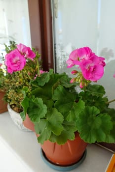 geranium flower in flower pot, pink and red blooming geranium plant,