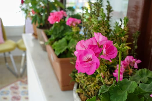 geranium flower in flower pot, pink and red blooming geranium plant,