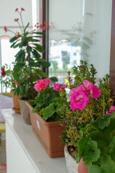 geranium flower in flower pot, pink and red blooming geranium plant,