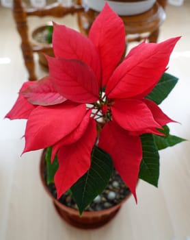 Ataturk (christmas star) flower,poinsettia,close-up,ornamental flowers,