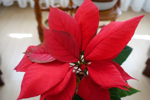 ornamental flowers Poinsettia,Poinsettia with red flowers in pots,