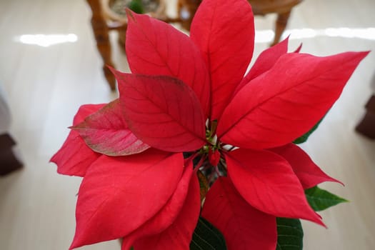 Ataturk (christmas star) flower,poinsettia,close-up,ornamental flowers,