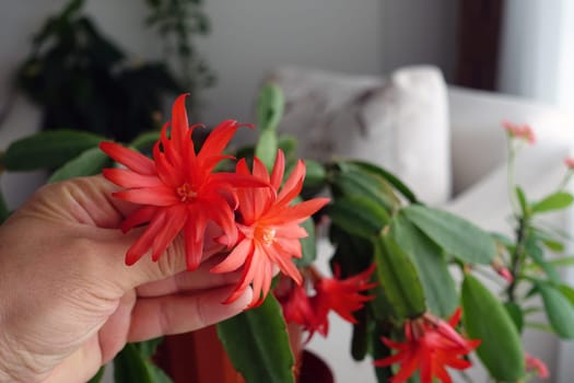 Schlumbergera Fuchsia houseplants,christmas flower,red-flowered Schlumbergera Fuchsia,