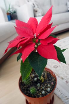 Ataturk (christmas star) flower,poinsettia,close-up,ornamental flowers,