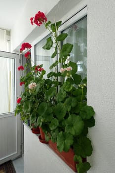 geranium flower in flower pot, pink and red blooming geranium plant,