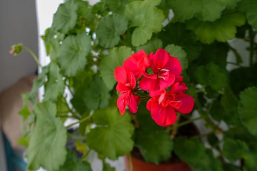 Geranium flower, in the window of a house, interest in flowers, women growing flowers at home,