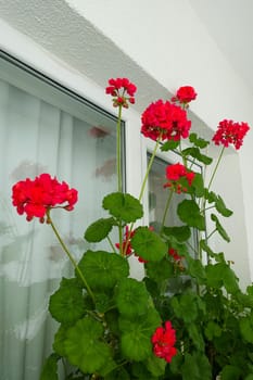 Geranium flower, in the window of a house, interest in flowers, women growing flowers at home,