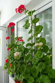 geranium flower in flower pot, pink and red blooming geranium plant,