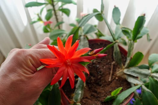 home potted ,Growing Schlumbergera Fuchsia, indoor ornamental plants,christmas flower,red-flowered Schlumbergera Fuchsia,