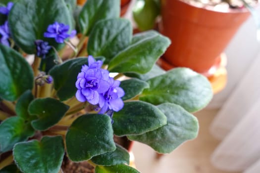purple violet flower in a pot in the living room of a house, indoor ornamental plants, blue violet flower,