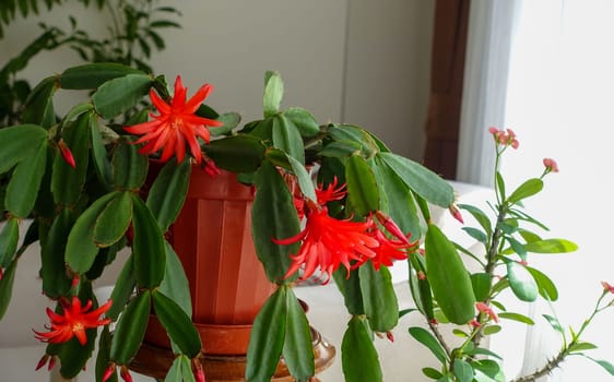 Schlumbergera Fuchsia houseplants,christmas flower,red-flowered Schlumbergera Fuchsia,