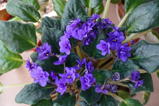 purple violet flower in a pot in the living room of a house, indoor ornamental plants, blue violet flower,