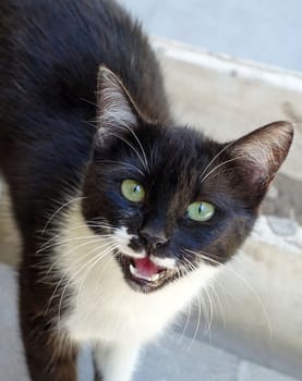 a black cat with its tail cut off in a house window, the ugly stray cat,