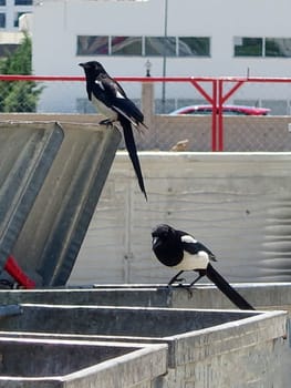 there are two magpie birds looking for food on the garbage cans,