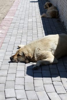 stray dogs lying on street pavements, stray dogs in the city,