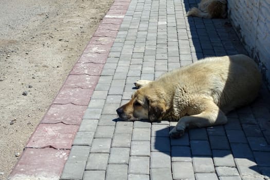 stray dogs lying on street pavements, stray dogs in the city,