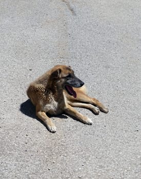 stray dogs lying on street pavements, tired dog breathing fast,