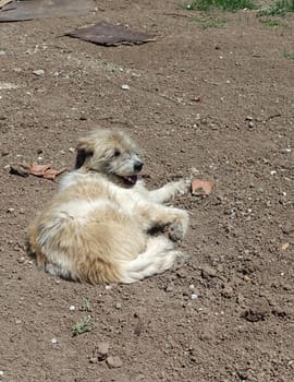 Silky Terrier dog lying on street pavements, Silky Terrier hairy stray dog,