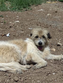 Silky Terrier dog lying on street pavements, Silky Terrier hairy stray dog,