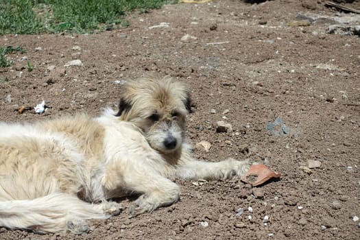 Silky Terrier dog lying on street pavements, Silky Terrier hairy stray dog,