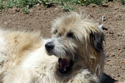 very cute Silky Terrier fluffy stray dog with his tongue sticking out,