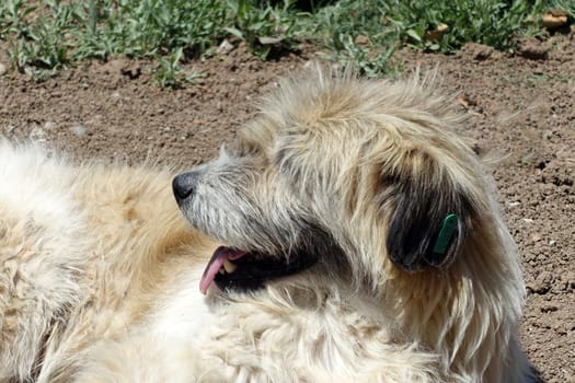 very cute Silky Terrier fluffy stray dog with his tongue sticking out,