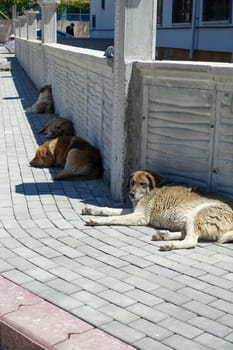 stray dogs lying on street pavements, stray dogs in the city,