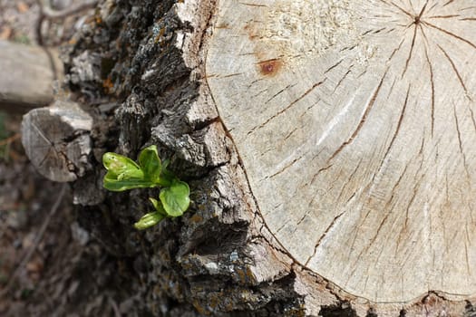 The tree stump cut with a chainsaw started to green from the edge, the greening poplar tree stumps,