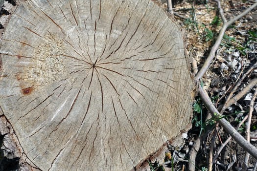 tree stump cut with chainsaw, poplar tree stump,