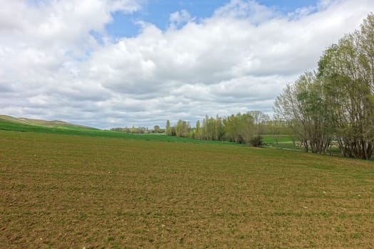 lentil plantations in continental climate, newly sprouting lentil plant, green lentil plant sprouting in the field,