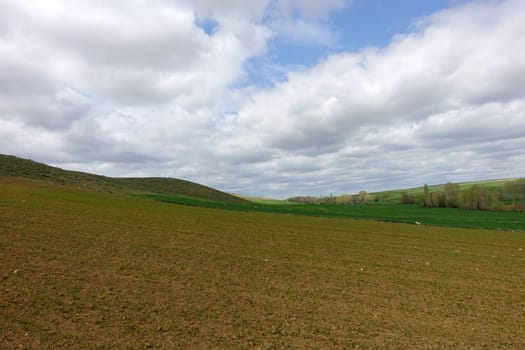 lentil plantations in continental climate, newly sprouting lentil plant, green lentil plant sprouting in the field,