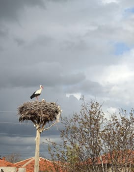 a stork's nest and a brooding female stork and a male stork next to it,