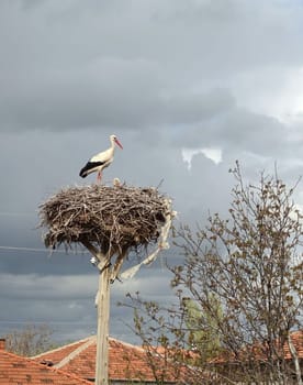 a stork's nest and a brooding female stork and a male stork next to it,