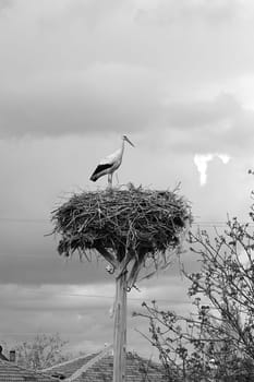 a stork's nest and a brooding female stork and a male stork next to it,