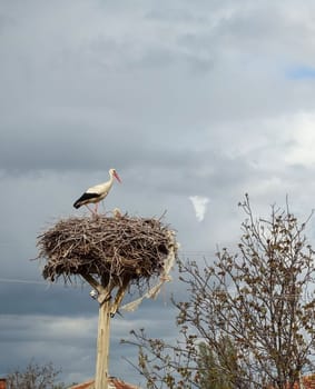 a stork's nest and a brooding female stork and a male stork next to it,