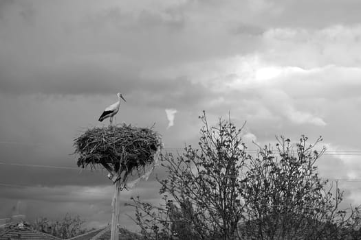 a stork's nest and a brooding female stork and a male stork next to it,