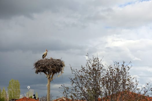 a stork's nest and a brooding female stork and a male stork next to it,